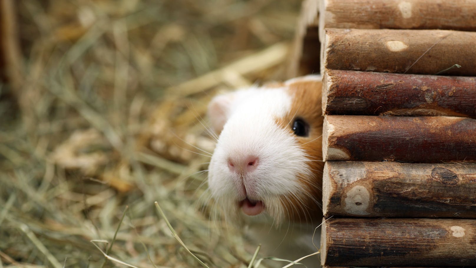 Meerschweinchen brauchen bei Hitze Unterschlupfmöglichkeiten