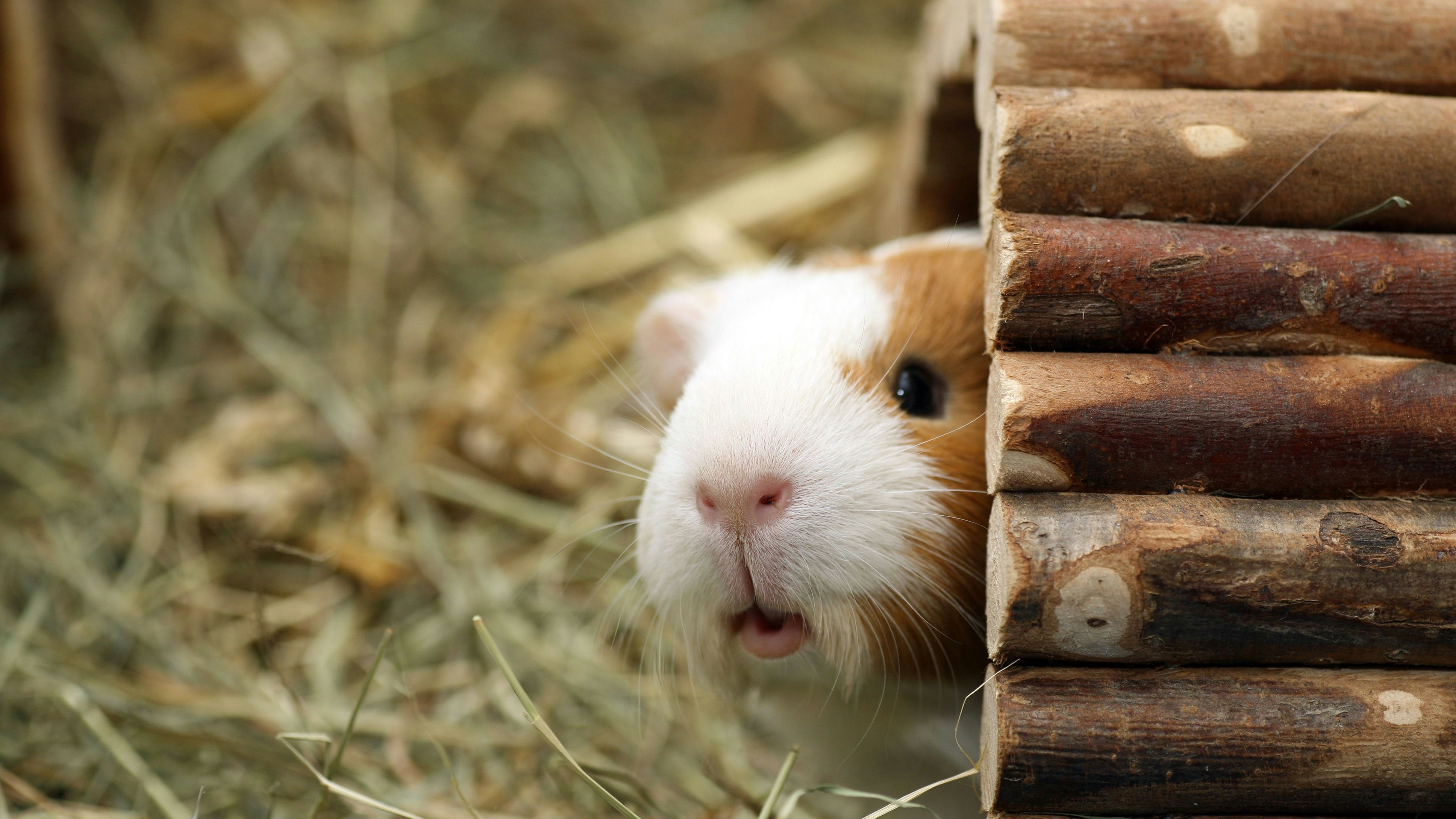 Meerschweinchen brauchen bei Hitze Unterschlupfmöglichkeiten