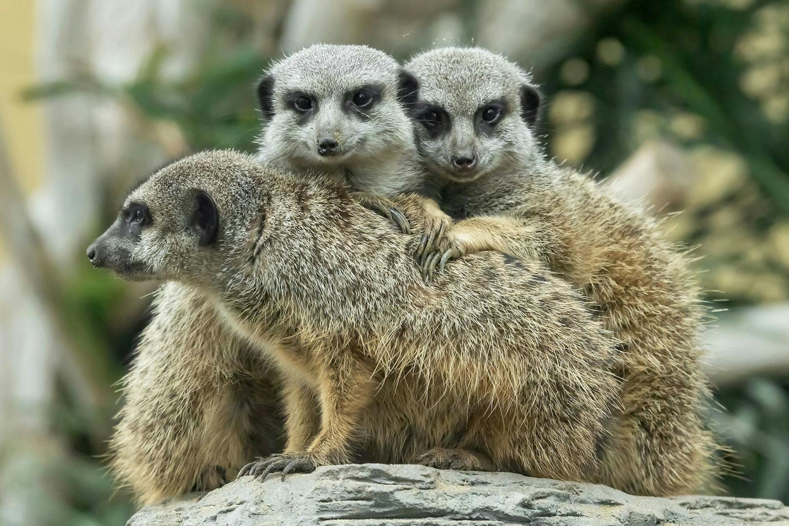 Im Tiergarten leben insgesamt sechs Erdmännchen in einer Kolonie, welche von einem Weibchen angeführt wird.