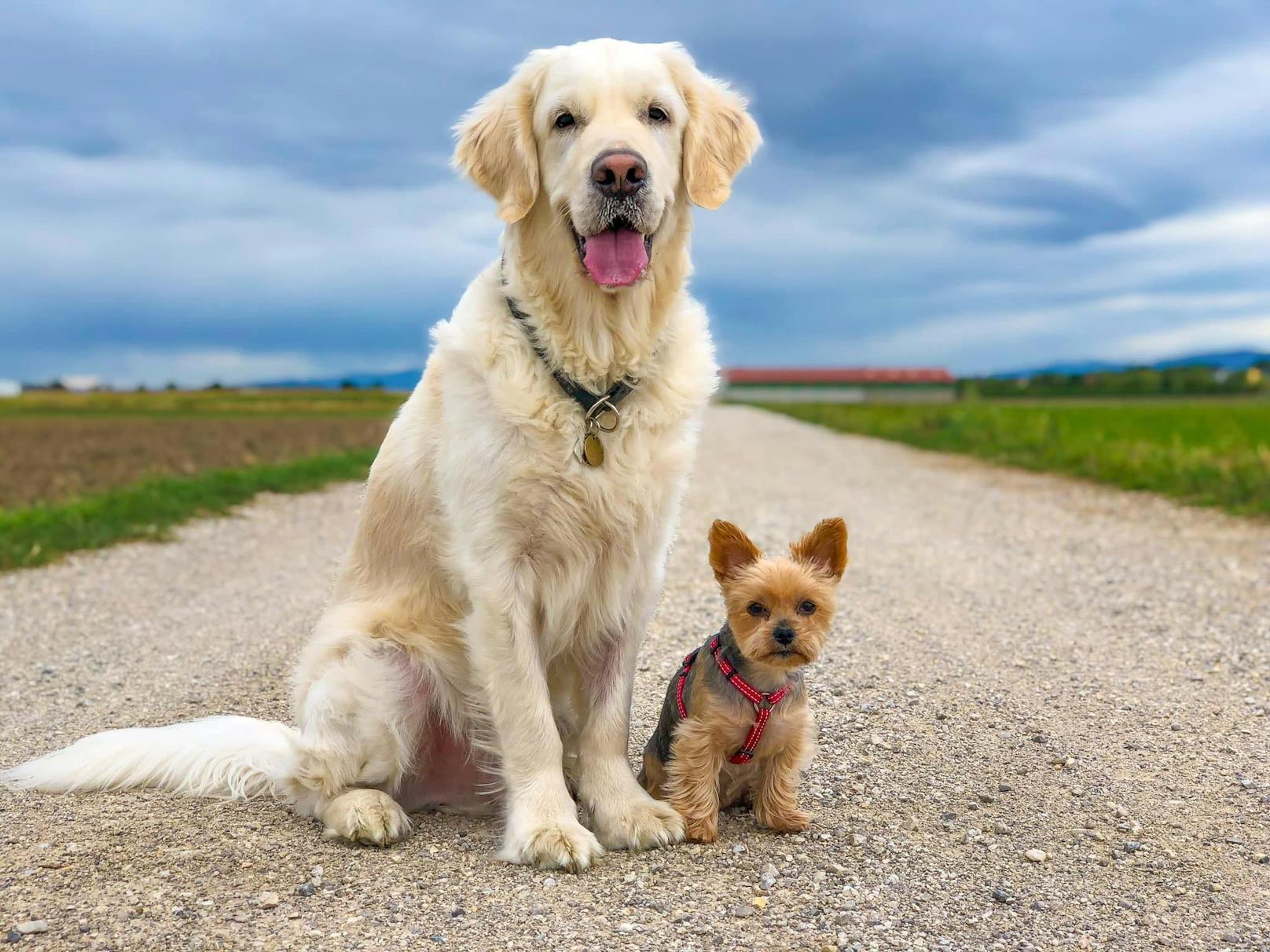 Blutspender Jon (l.) und Yorkshire Terrier Lily gemeinsam vor der Tragödie beim Gassigehen.