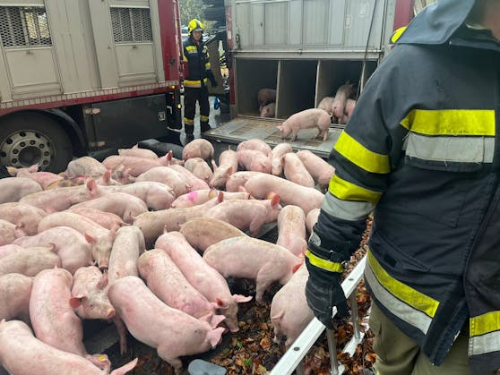 Der Großteil der Jungschweine überlebte den Unfall.