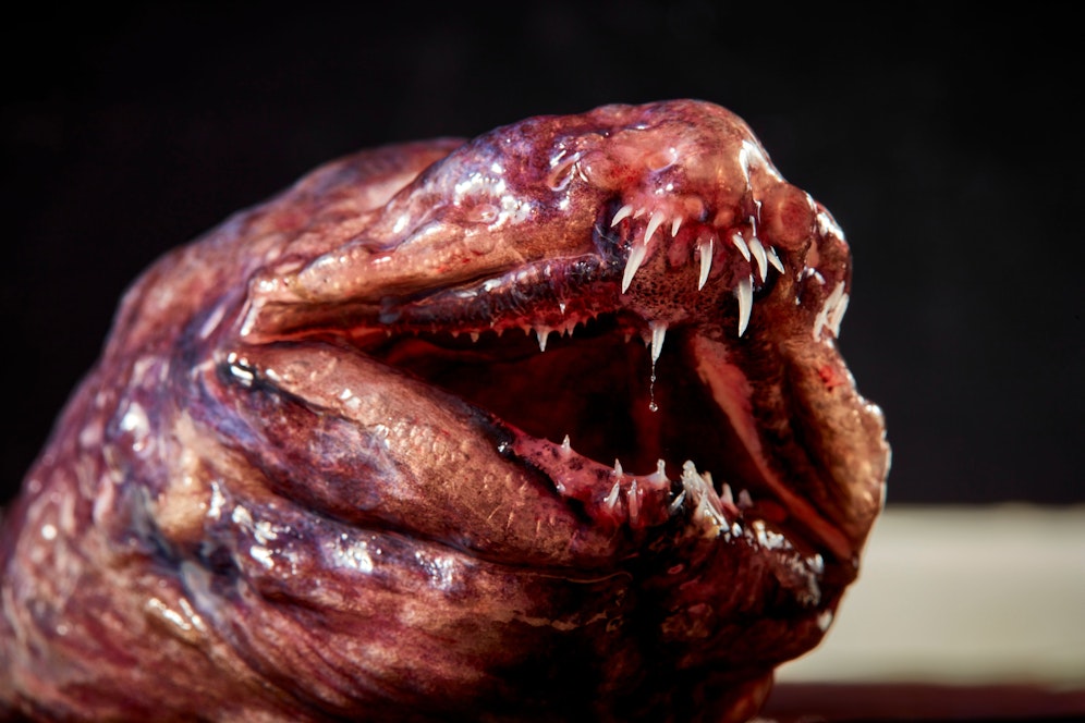 Der Pelikan-Aal könnte tatsächlich einem Horror-Film entsprungen sein.