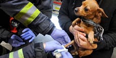 Hund gerät am Hauptbahnhof in Not – Feuerwehr rettet ihn