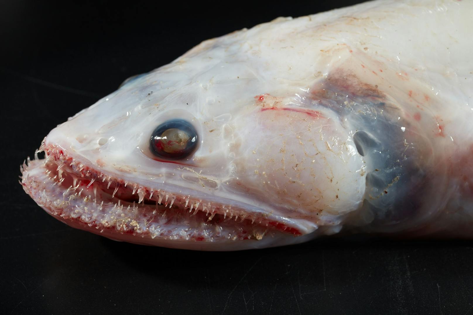 Den <strong>Hochflossen-Eidechsenfisch</strong>, einen gefräßigen Raubfisch ...