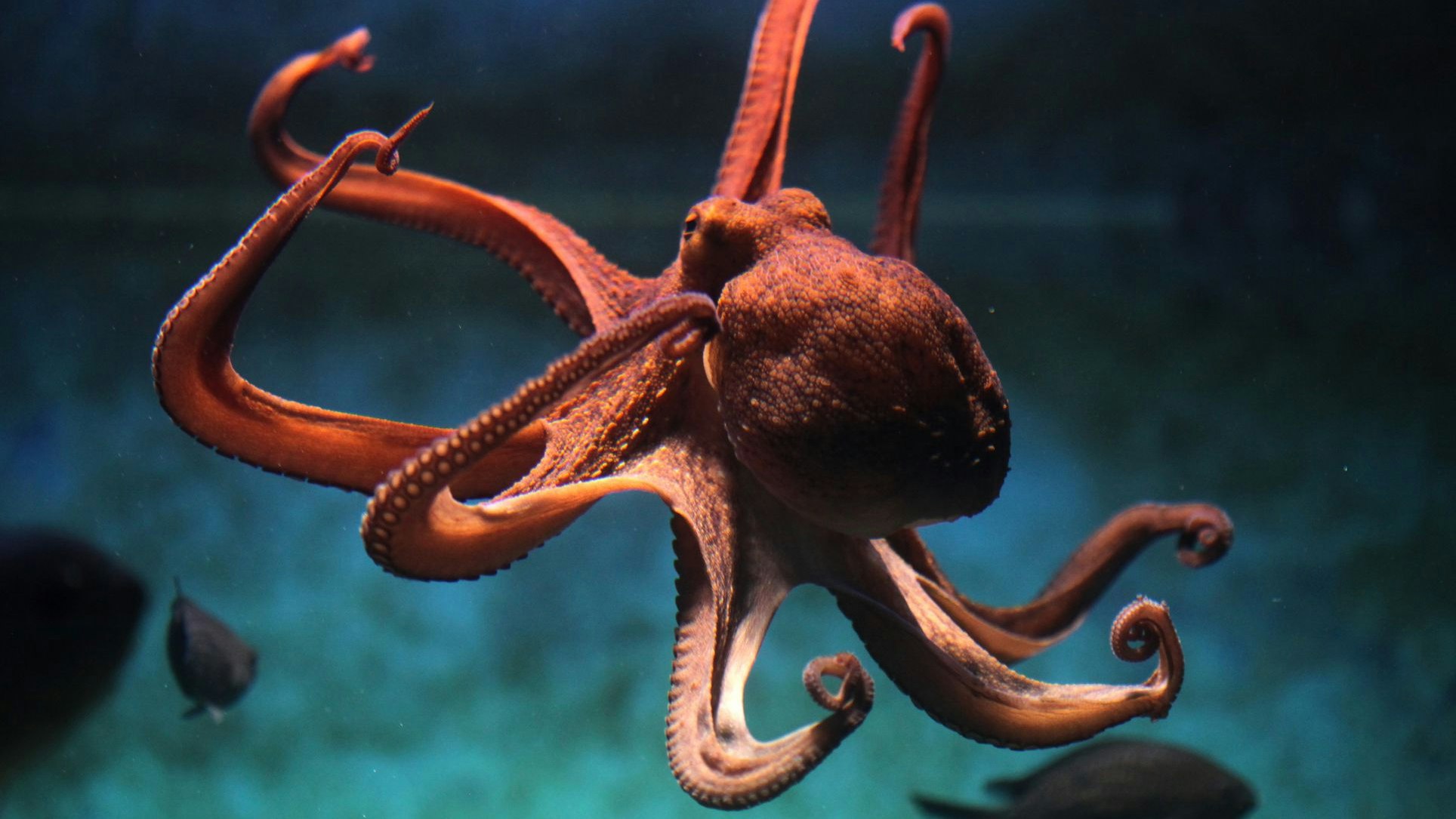 Heute.at - Mysteriöse Killer-Kraken wüten vor Großbritannien