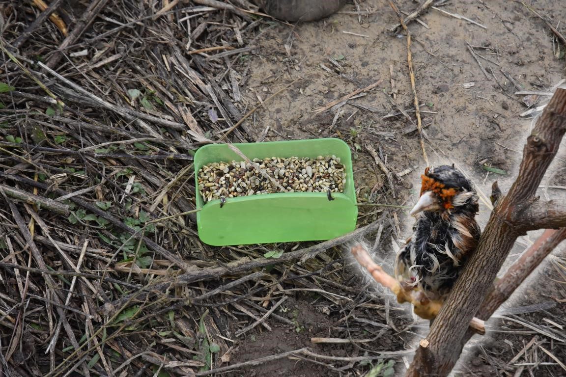 Mit Futter und einem verletzten Vogel lockte der Mann die Tiere an.