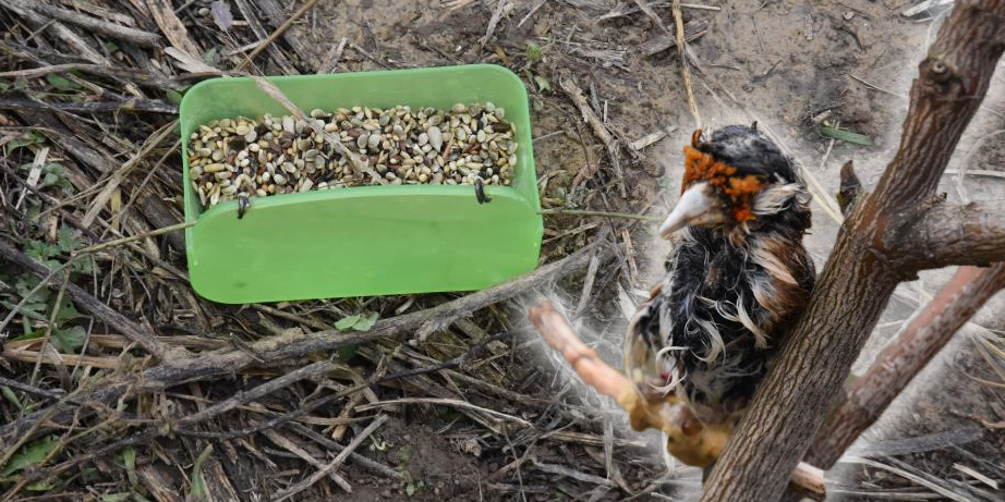 Mit Futter und einem verletzten Vogel lockte der Mann die Tiere an.