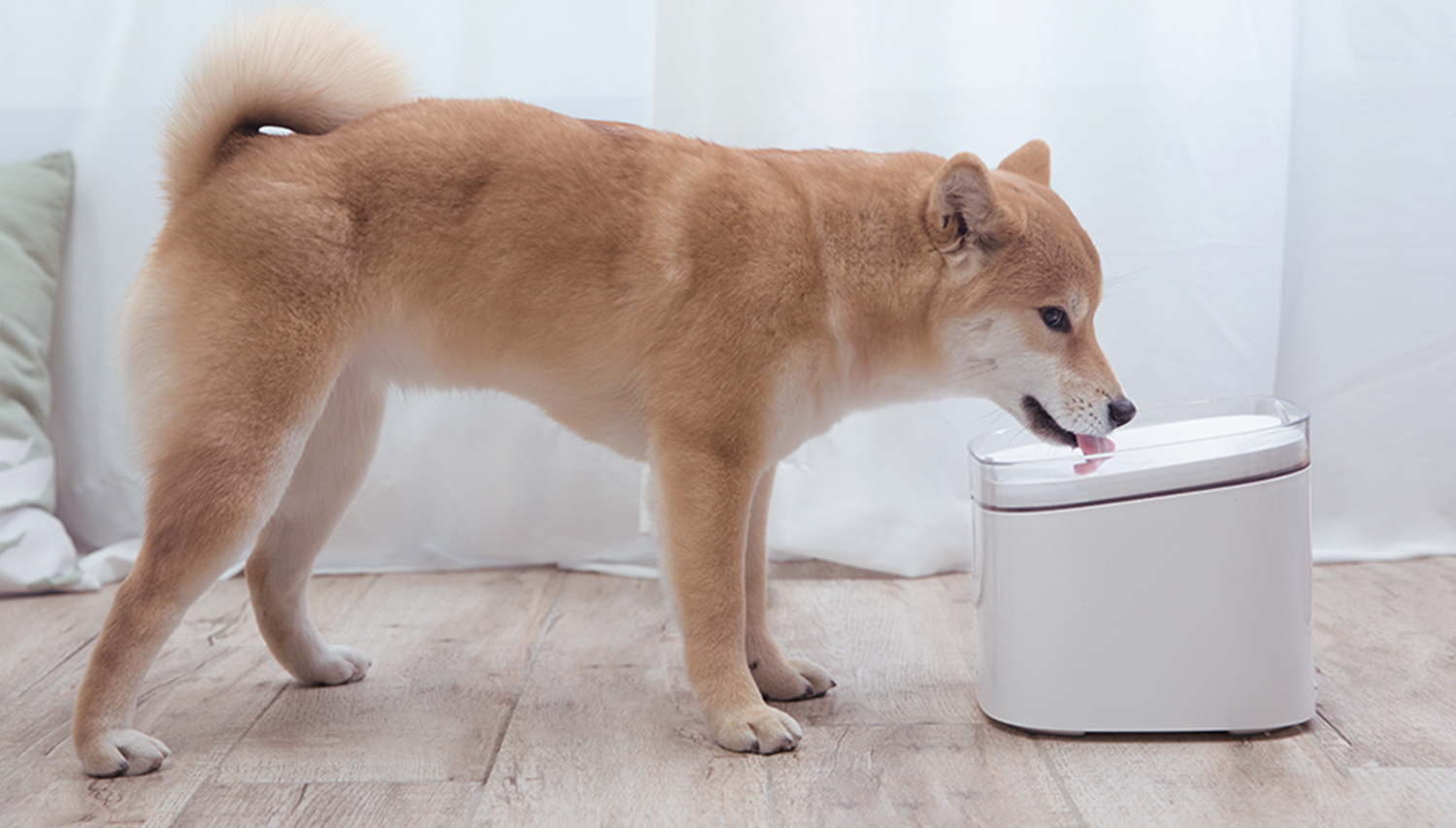 Xiaomi launcht Hightech-Produkte für Vierbeiner.