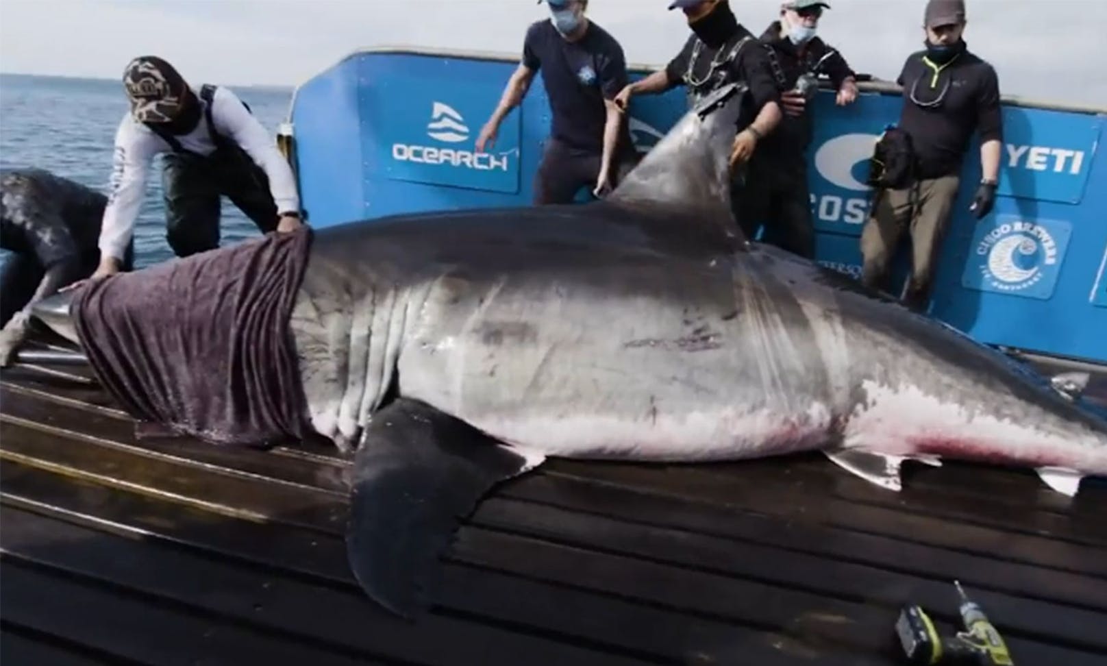 "Nukumi" ist der größte Hai, der je besendet wurde.