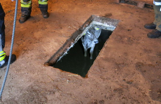 Die Feuerwehr Ybbsitz rettete das Kalb aus der Güllegrube.