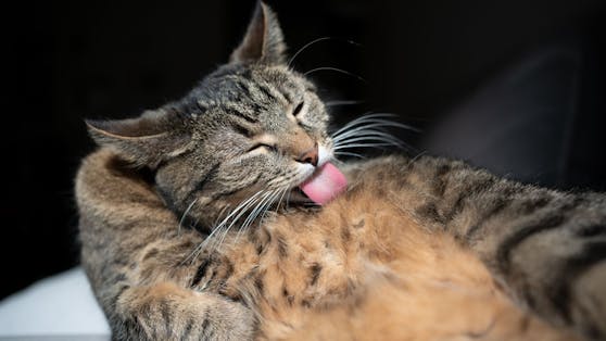Viele Katzen leiden unter der sogenannten "Urwampe".