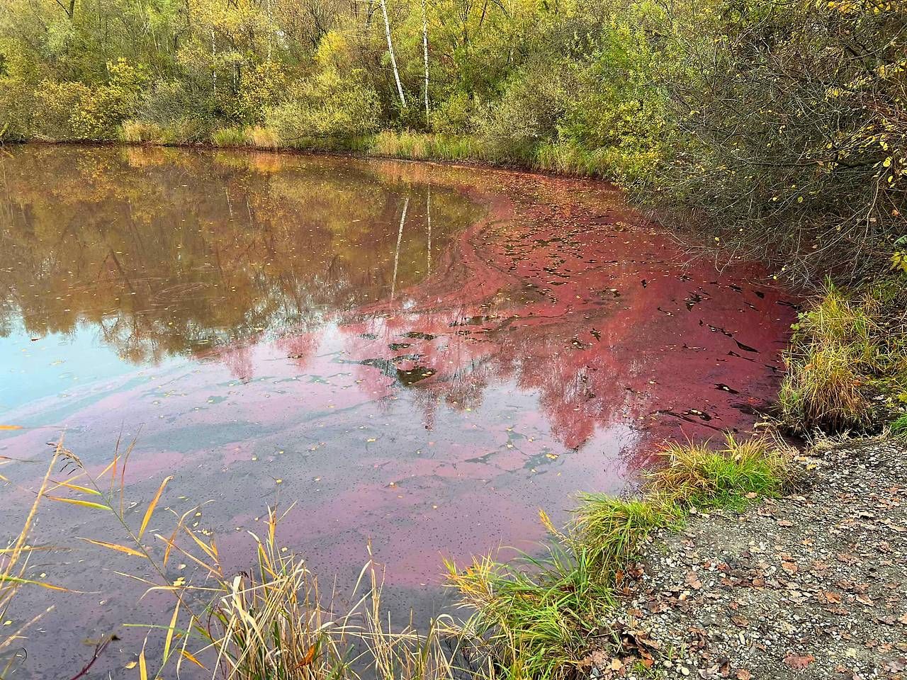 Die roten Algen sind für Mensch und Tier schädlich.