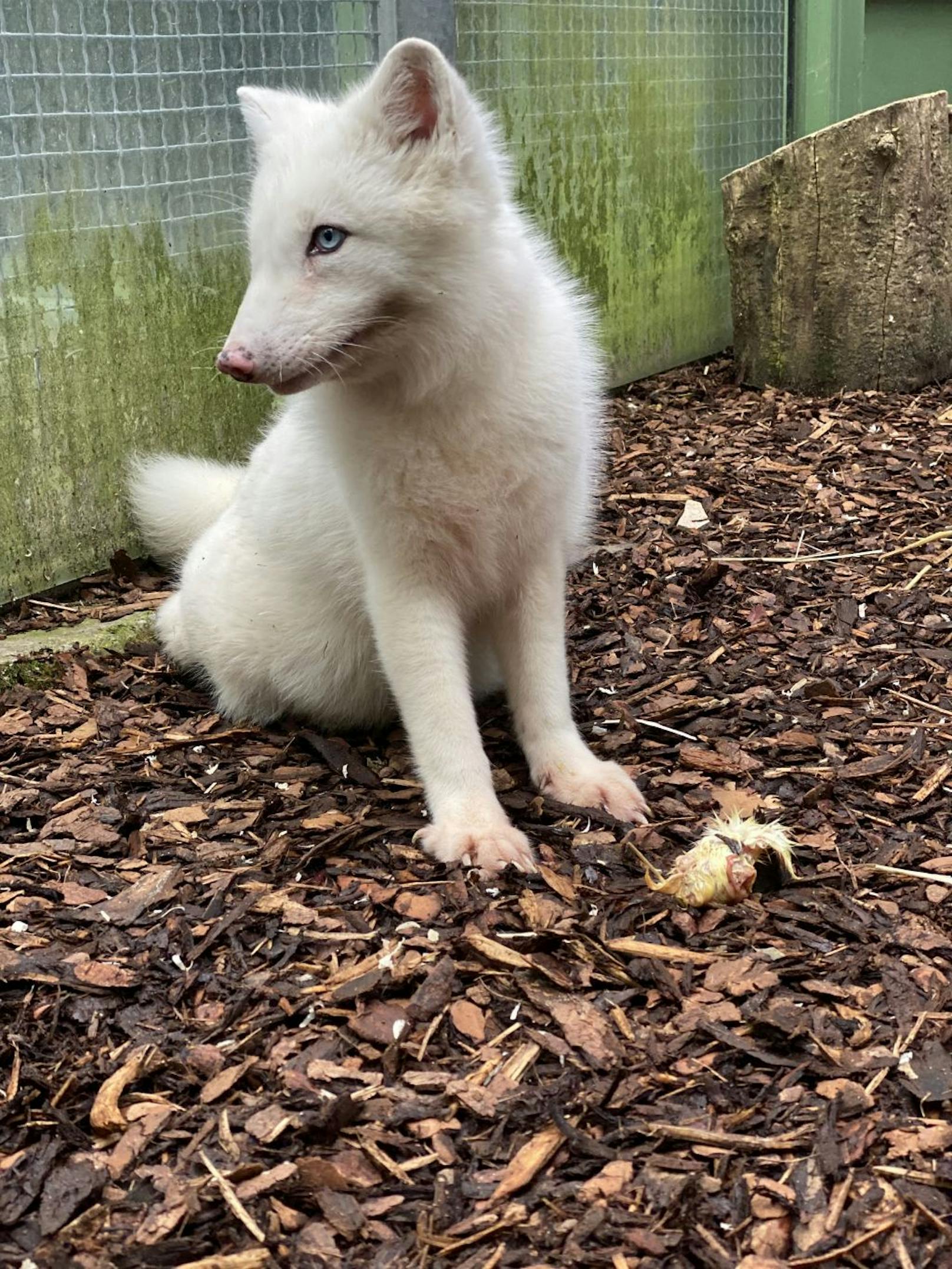 Er wird auf der Wildtierstation "Tierart" von Vier Pfoten in Deutschland ein argerechtes Zuhause finden. 