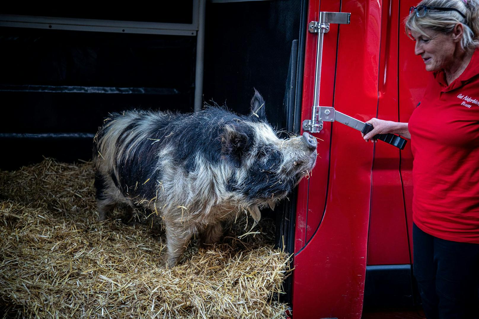 Die Forschungsschwerpunkte des Clever Pig Lab tragen zum besseren Verständnis der Tierart Schwein bei und helfen auch uns den Tieren noch besser gerecht zu werden.