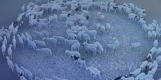 Bilder einer Überwachungskamera