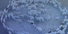Schafe laufen seit zwölf Tagen im Kreis