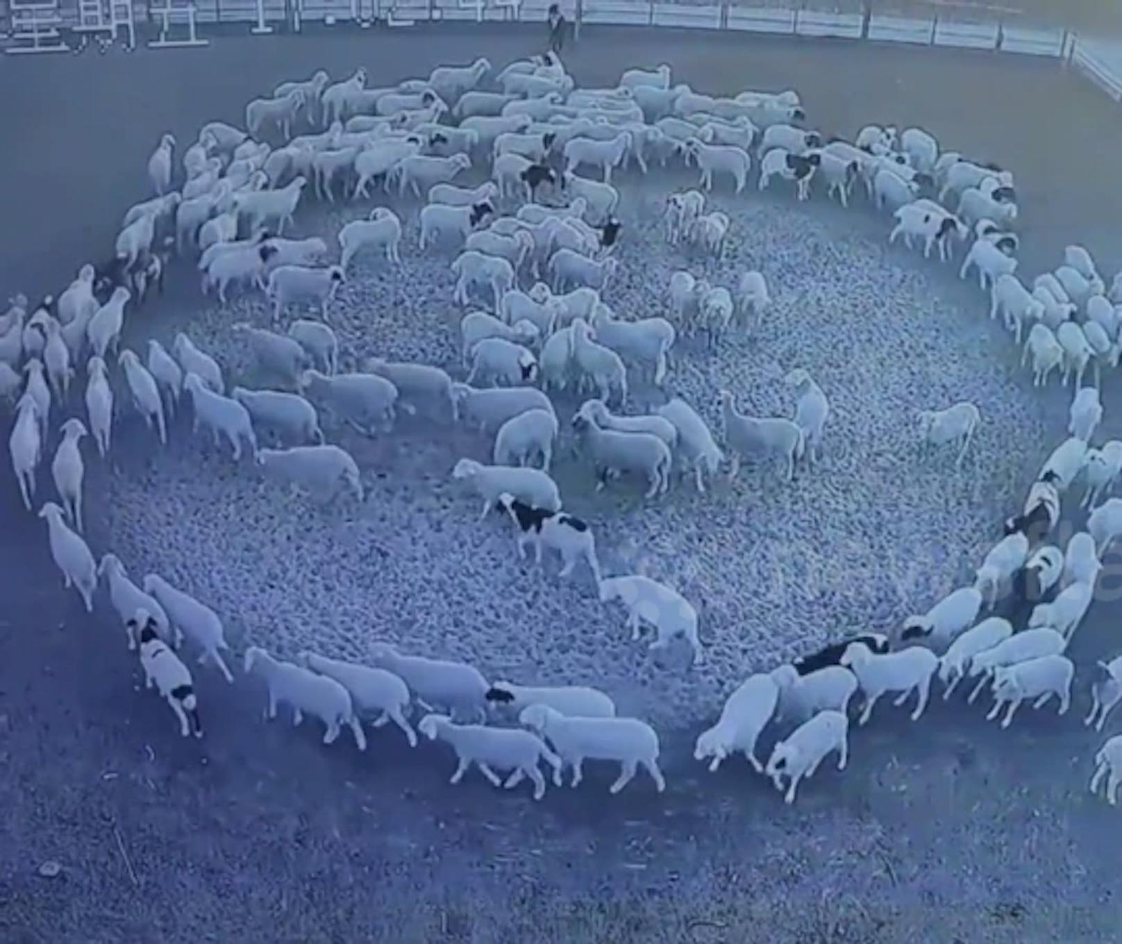 Schafe laufen seit zwölf Tagen im Kreis