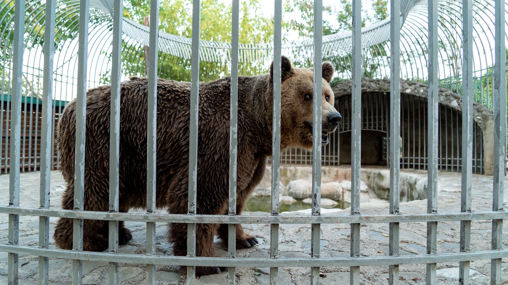 Noch im Jahr 2016 gab es in Albanien über 30 Bären, die in erbärmlichen Verhältnissen bzw. in kleinen Käfigen neben Restaurants oder Hotels leben mussten. Dank VIER PFOTEN und anderen Tierschutzorganisation konnten die meisten von ihnen gerettet und in ausländische Schutzzentren gebracht werden.