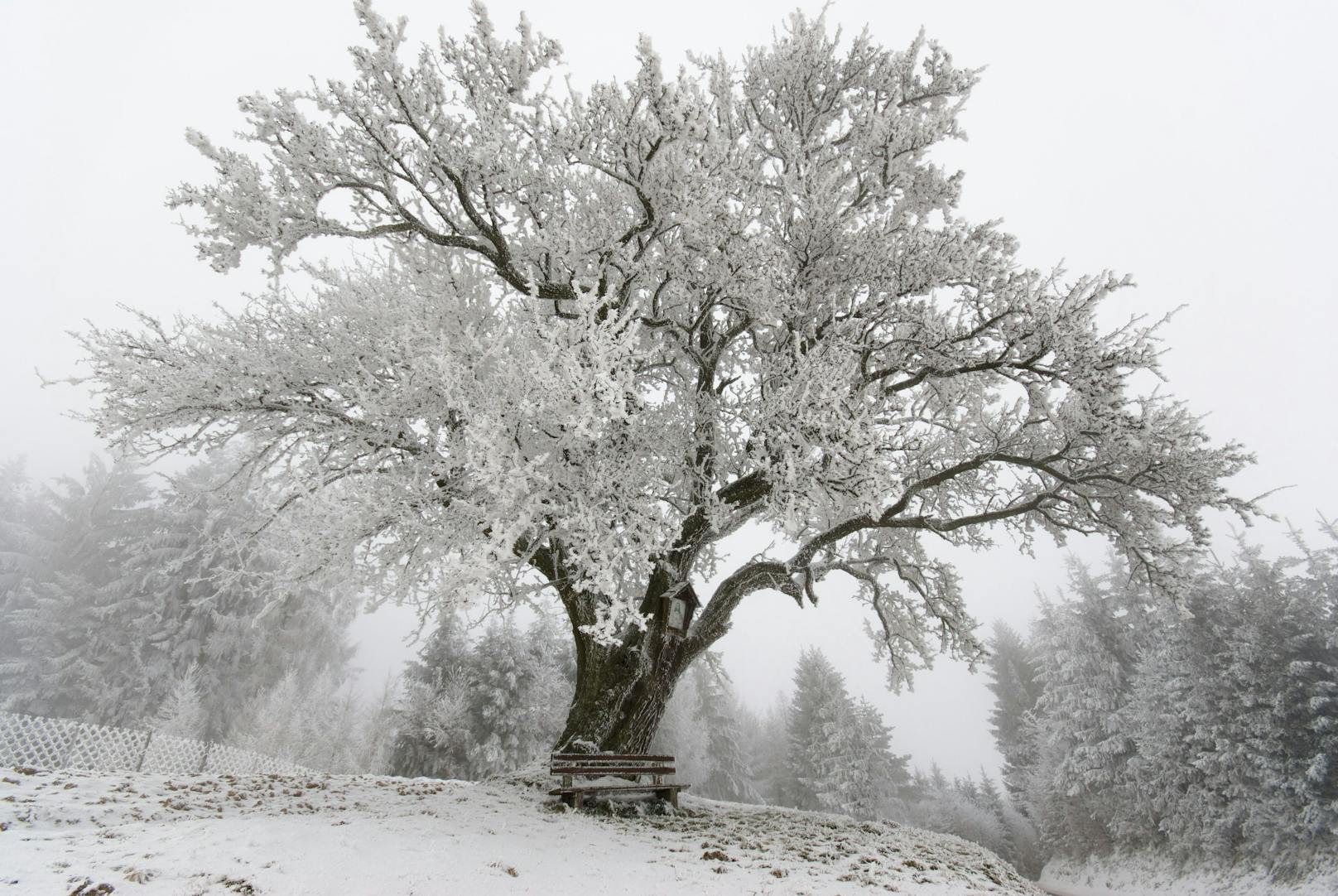 Der Winter bringt Schnee und Frost. Symbolbild