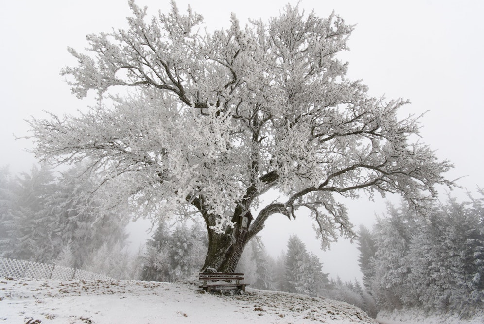 Der Winter bringt Schnee und Frost. Symbolbild