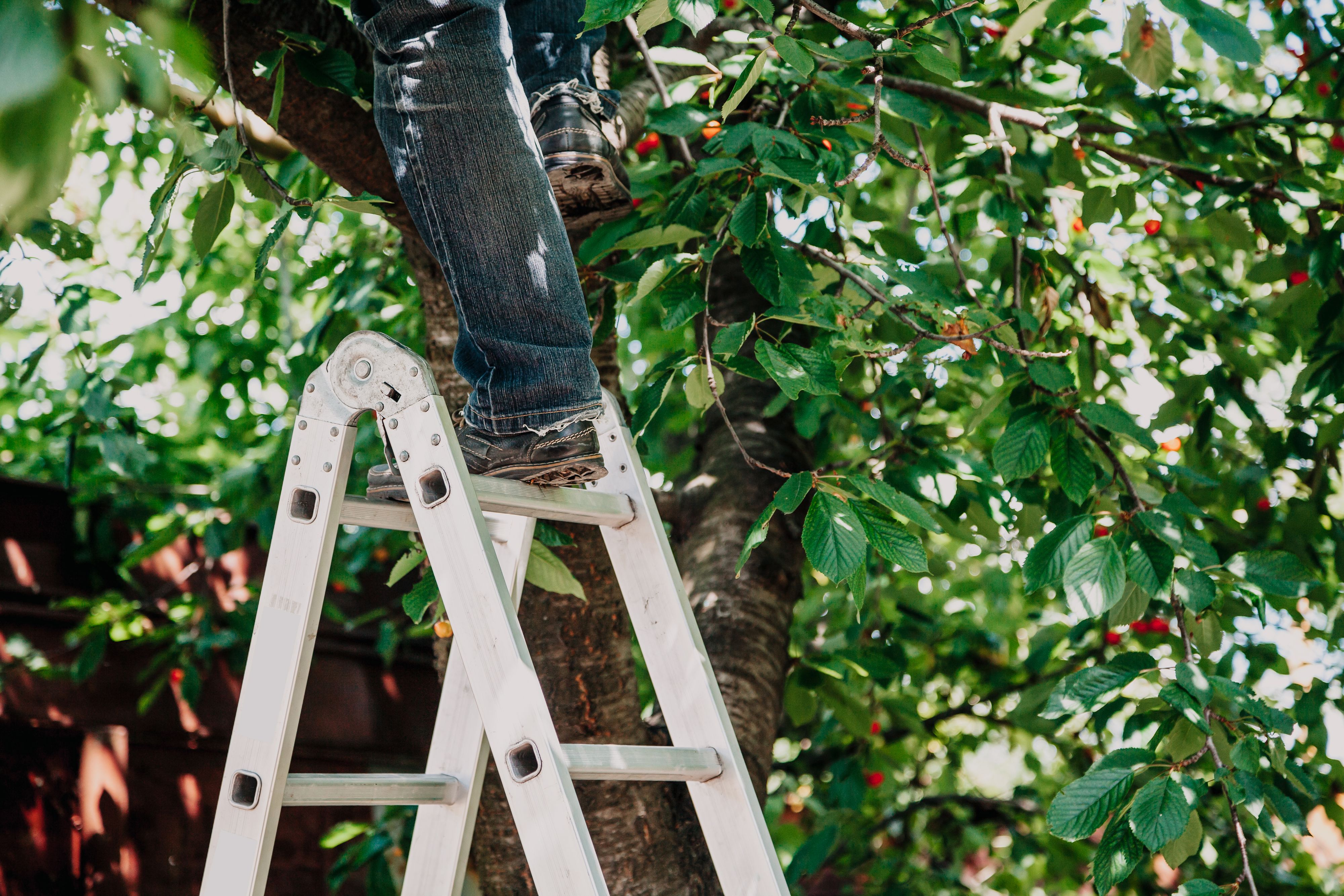 Der Weizer verunglückte bei Baumschnittarbeiten (Symbolbild)