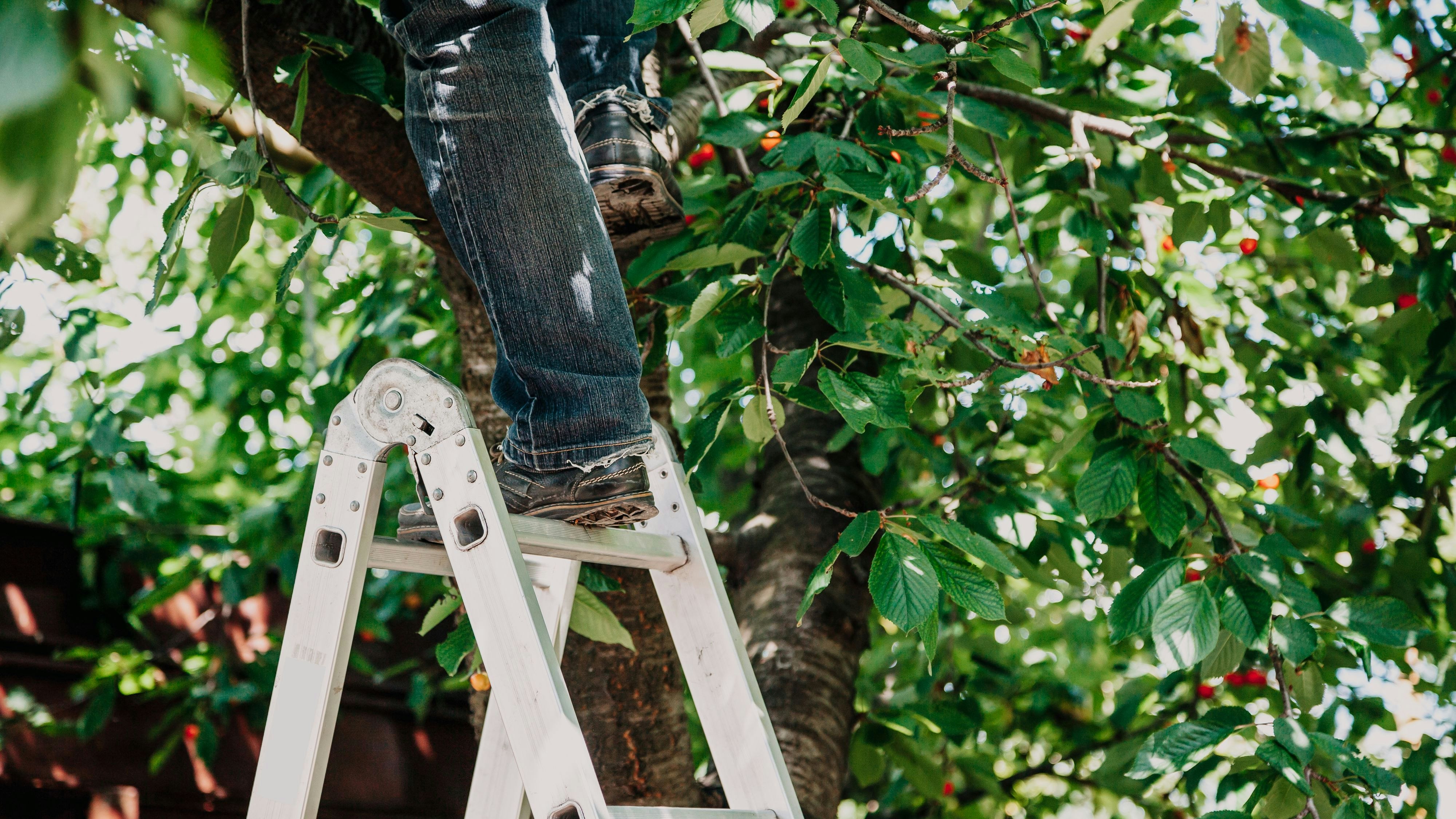 man in black jeans climbs onto a fruit tree with an aluminum ladder