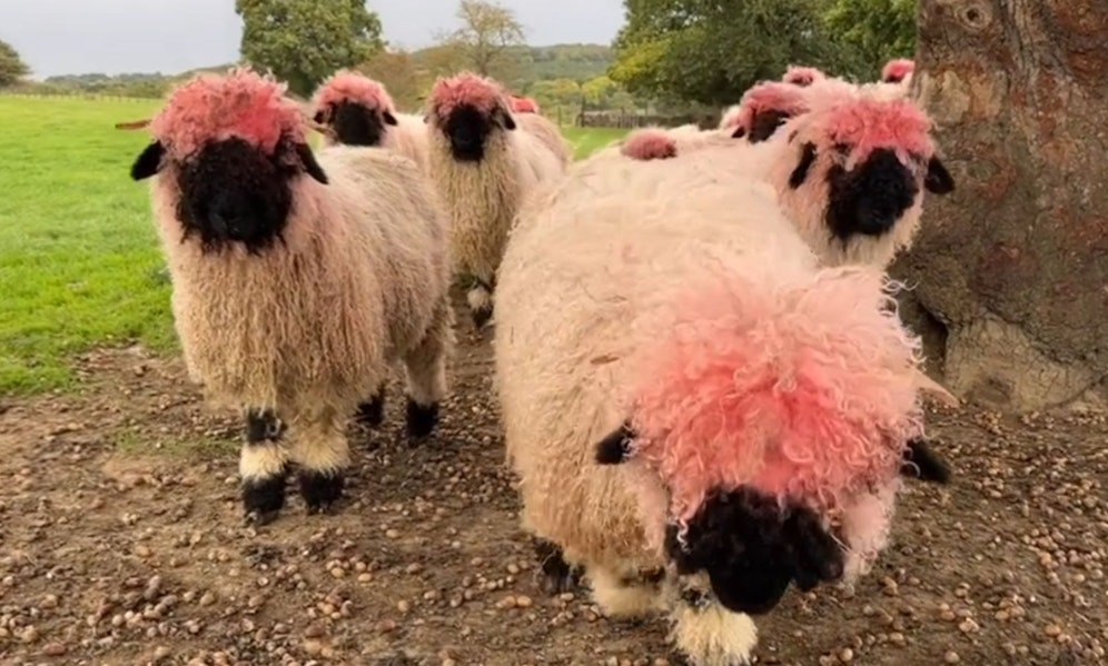 Ups? Wieso sind denn die Walliser Schwarznasenschafe plötzlich rosa?