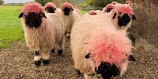 Think Pink – Schafe haben plötzlich rosa Schipperl