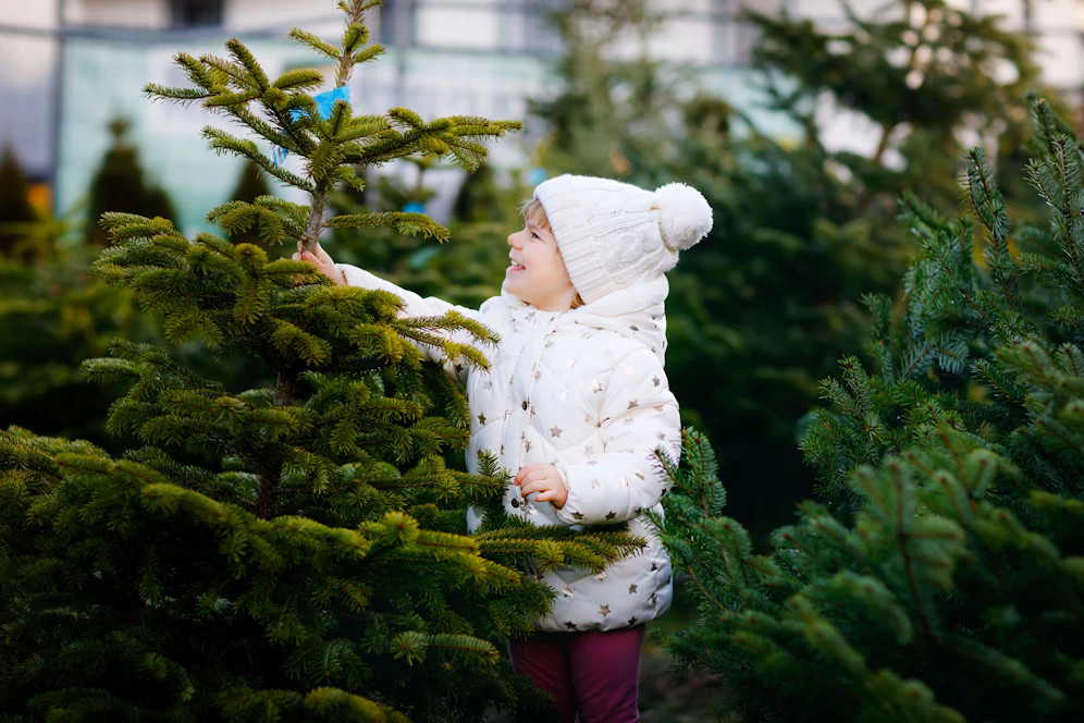 1,1 Millionen Christbäume werden in Niederösterreich aufgezogen, es ist damit Christbaum-Land Nummer Eins.