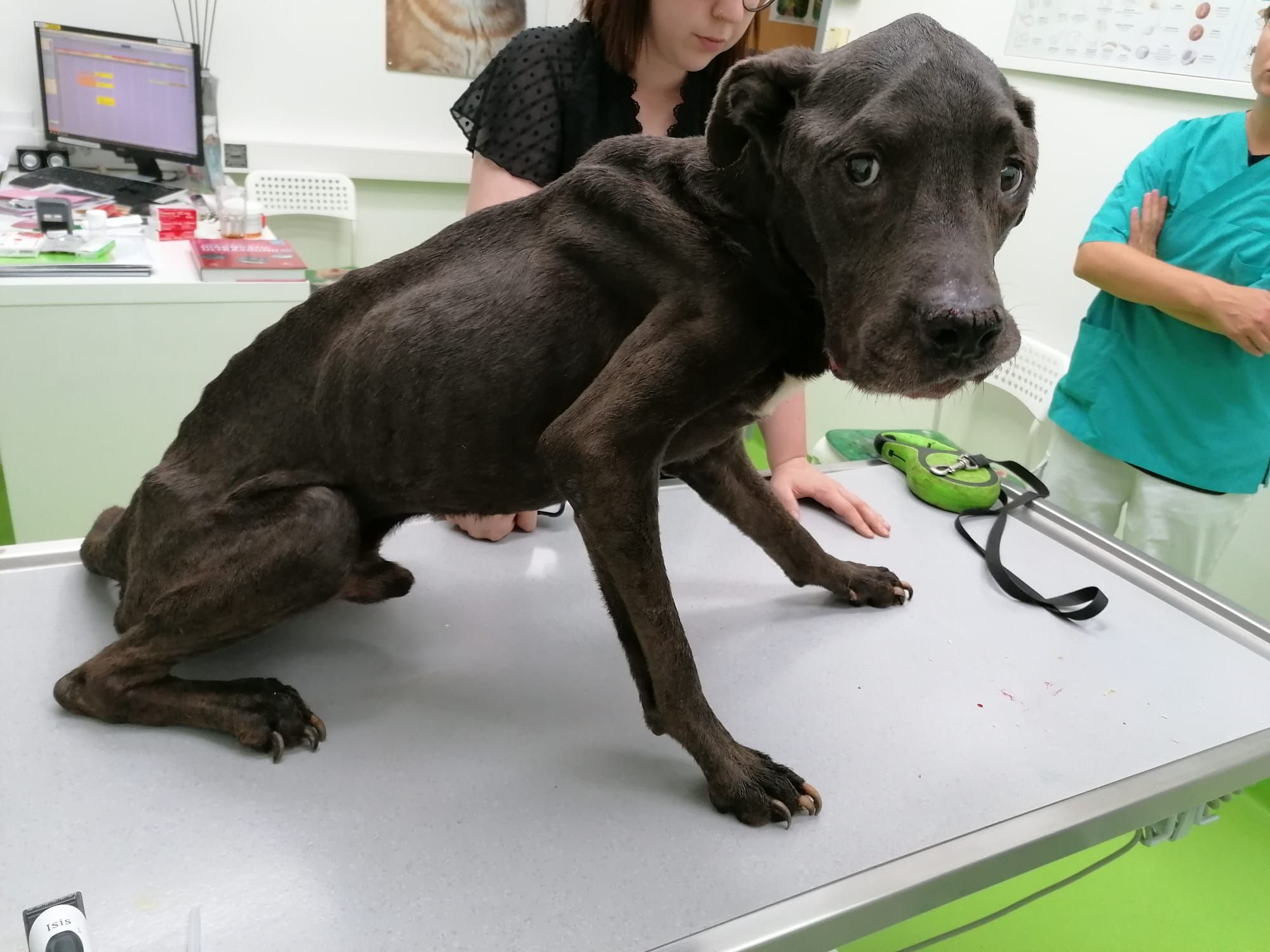 Armer Aron wog nur noch 17 Kilo