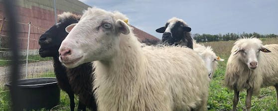 Die Schafe wurden jetzt an private Halter und Gnadenhöfe vermittelt.