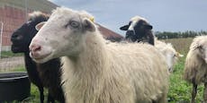Berühmte Mäh-Schafe von Donauinsel suchen Gnadenplätze