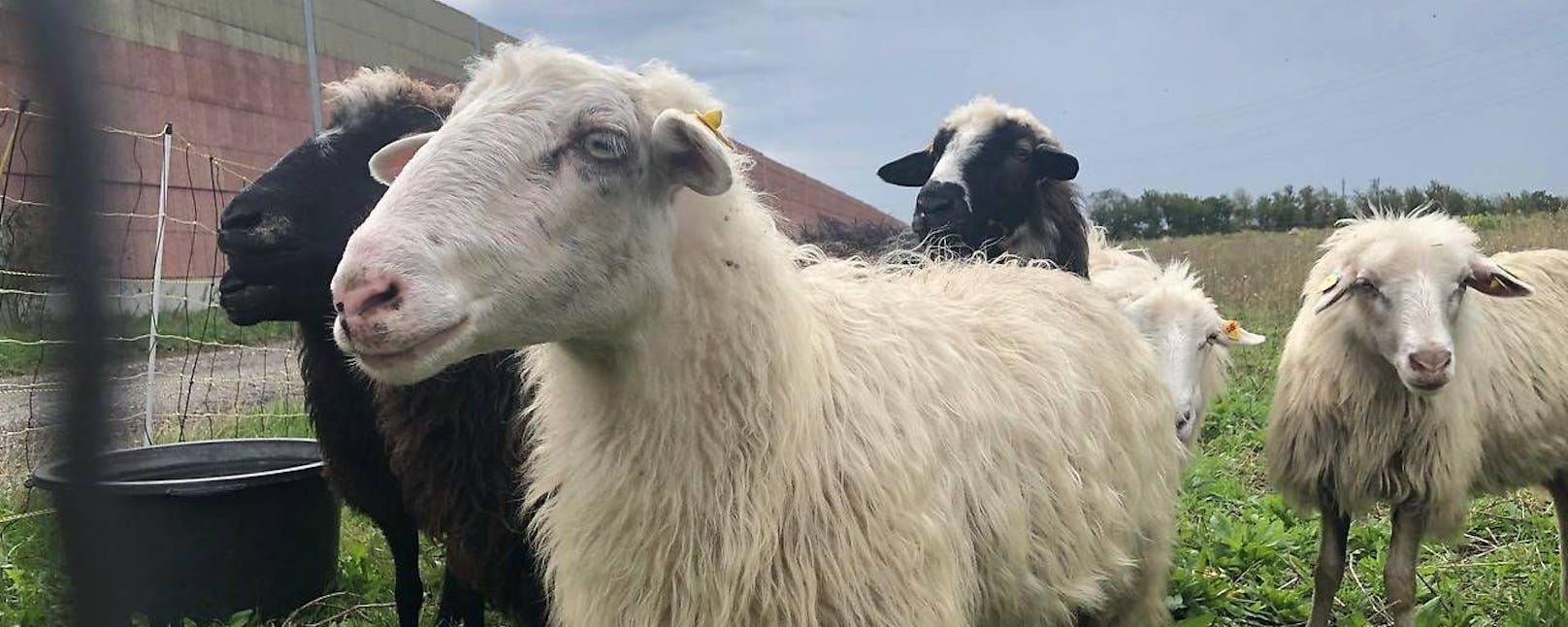 Berühmte Mäh-Schafe von Donauinsel suchen Gnadenplätze