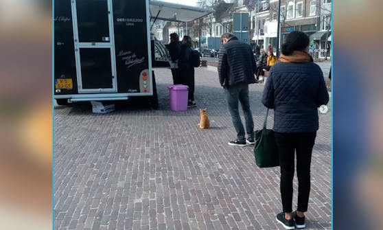 Gestatten? Die rote Katze "Charley" ist in Zwolle in den Niederlanden stadtbekannt.