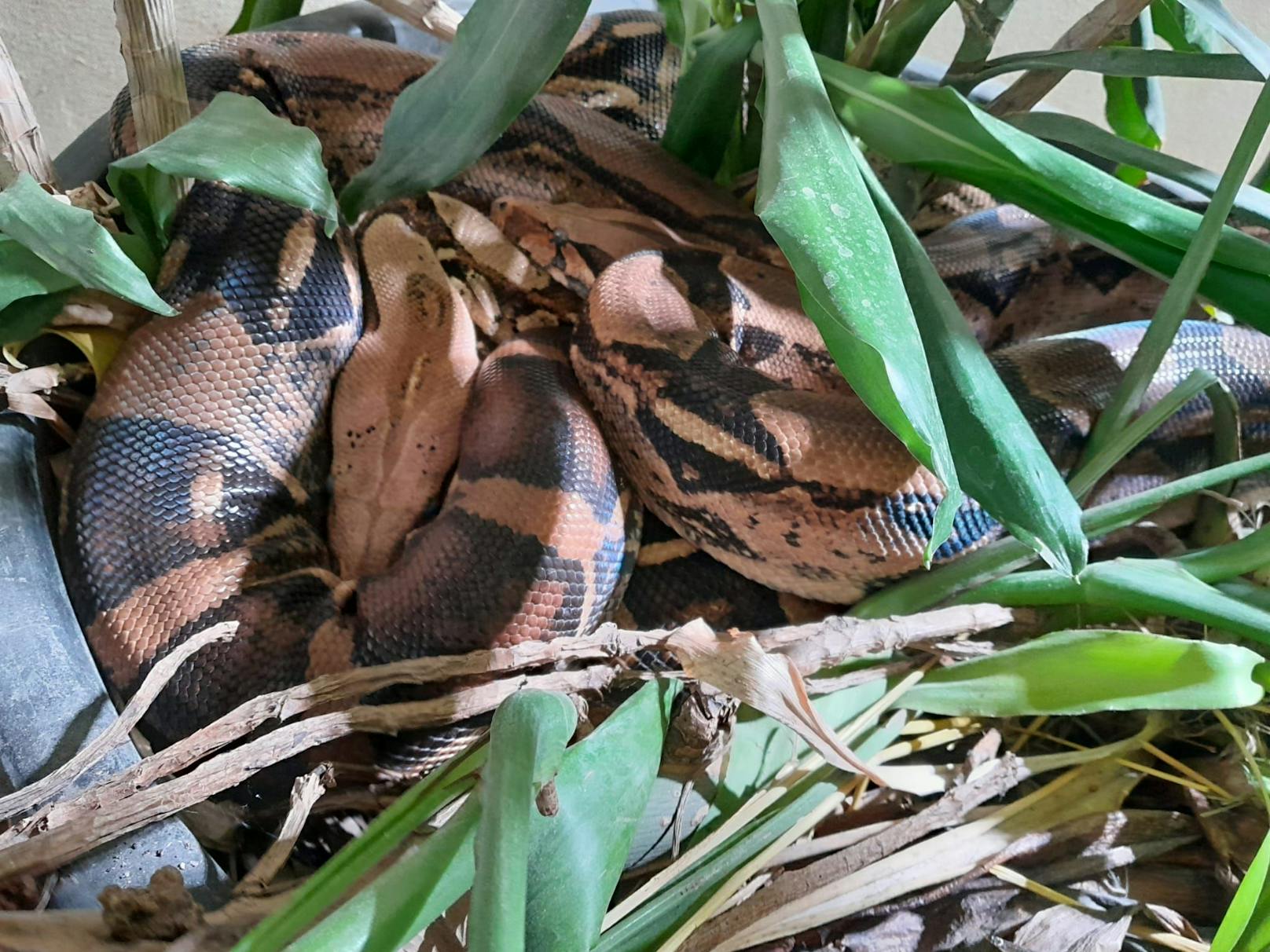 Teure Energie: Bereits vier Boas im Tierheim abgegeben