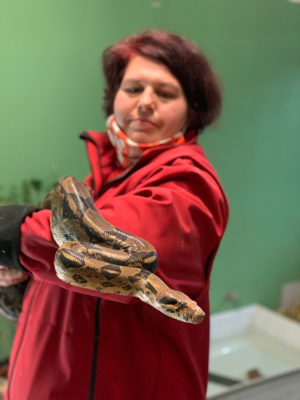 Teure Energie: Bereits vier Boas im Tierheim abgegeben