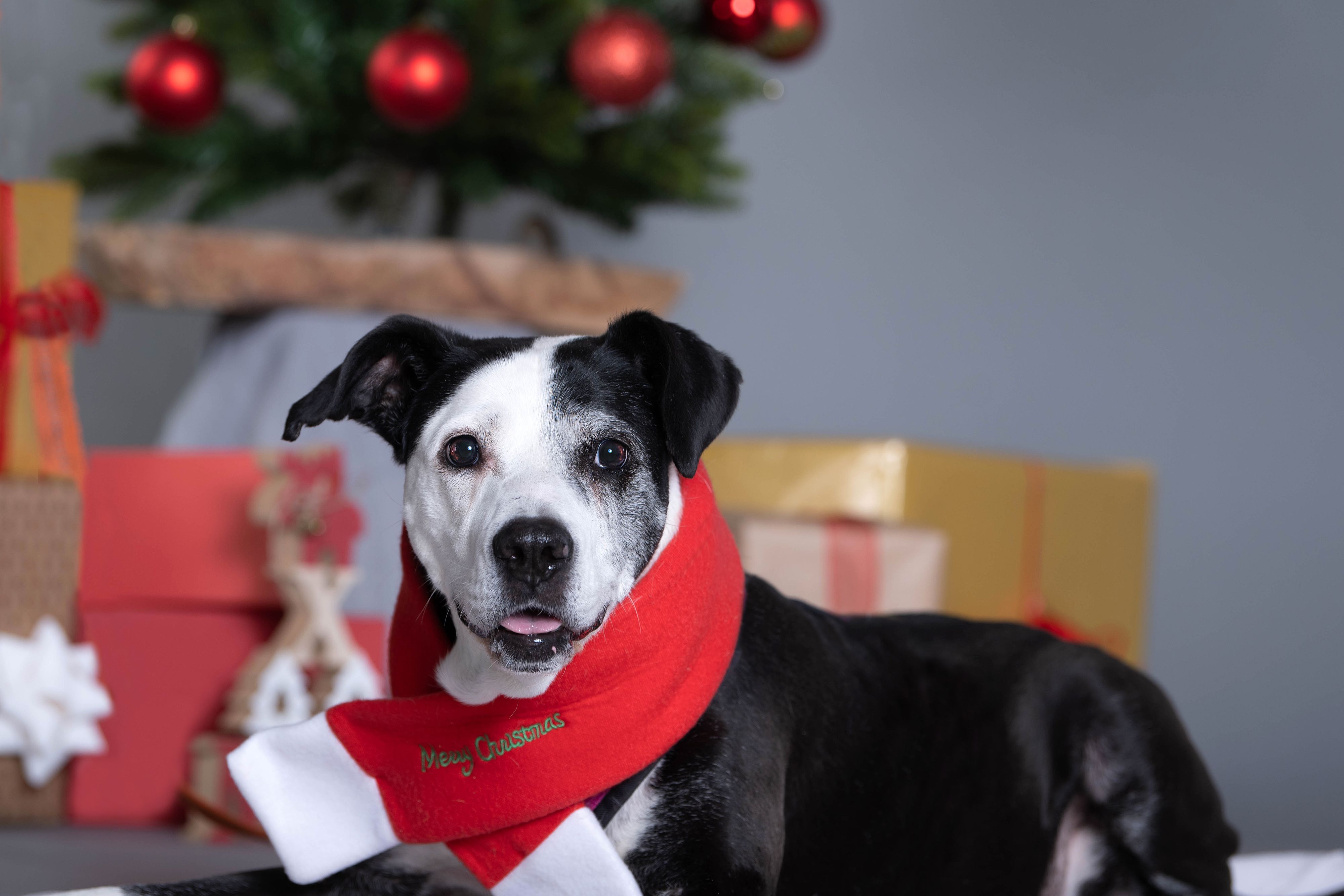 Heute.at - Hier darfst du ab heute schon Christkind sein
