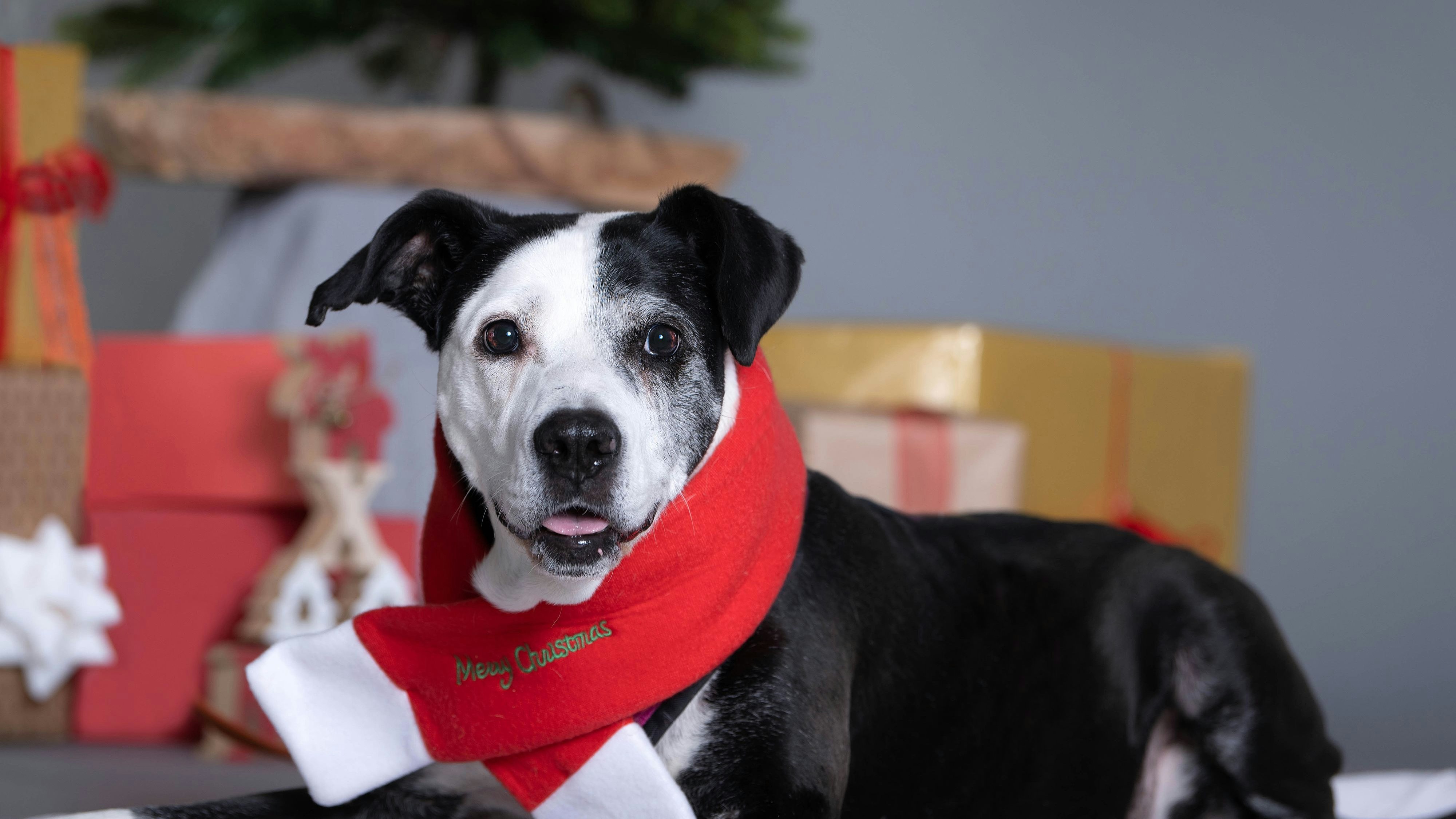 Heute.at - Hier darfst du ab heute schon Christkind sein