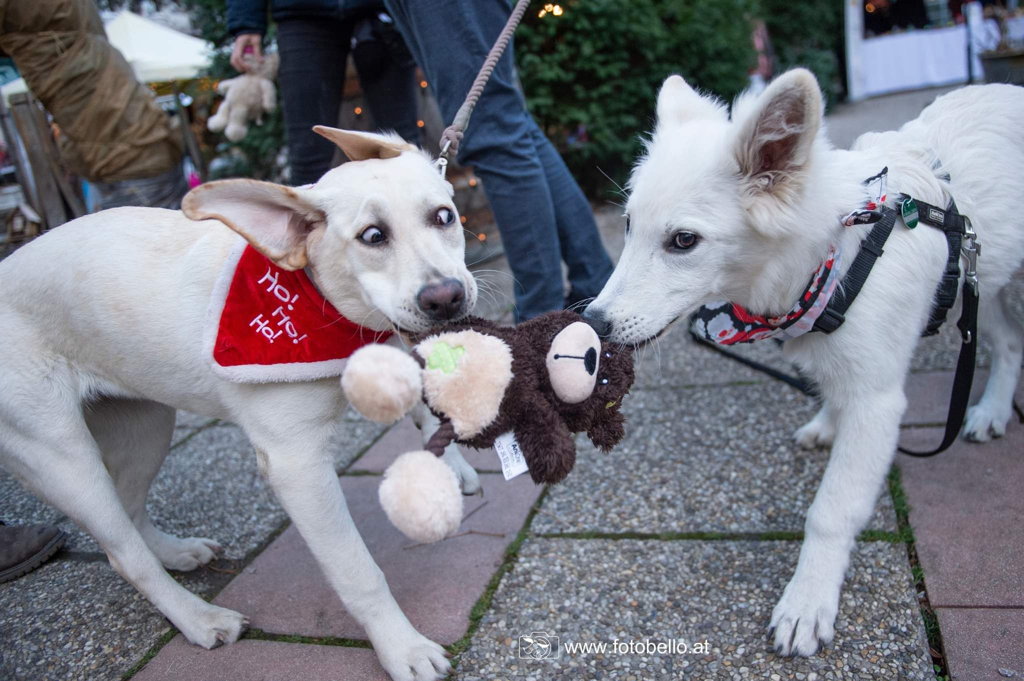 Auch heuer findet der Hundeweihnachtsmarkt im 23. Wiener Gemeindebezirk vom 25. bis 27. November statt.