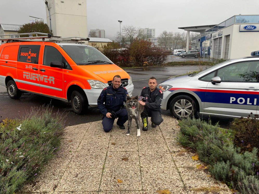 Der Hund harrte seit 18. November alleine in der Wohnung aus.