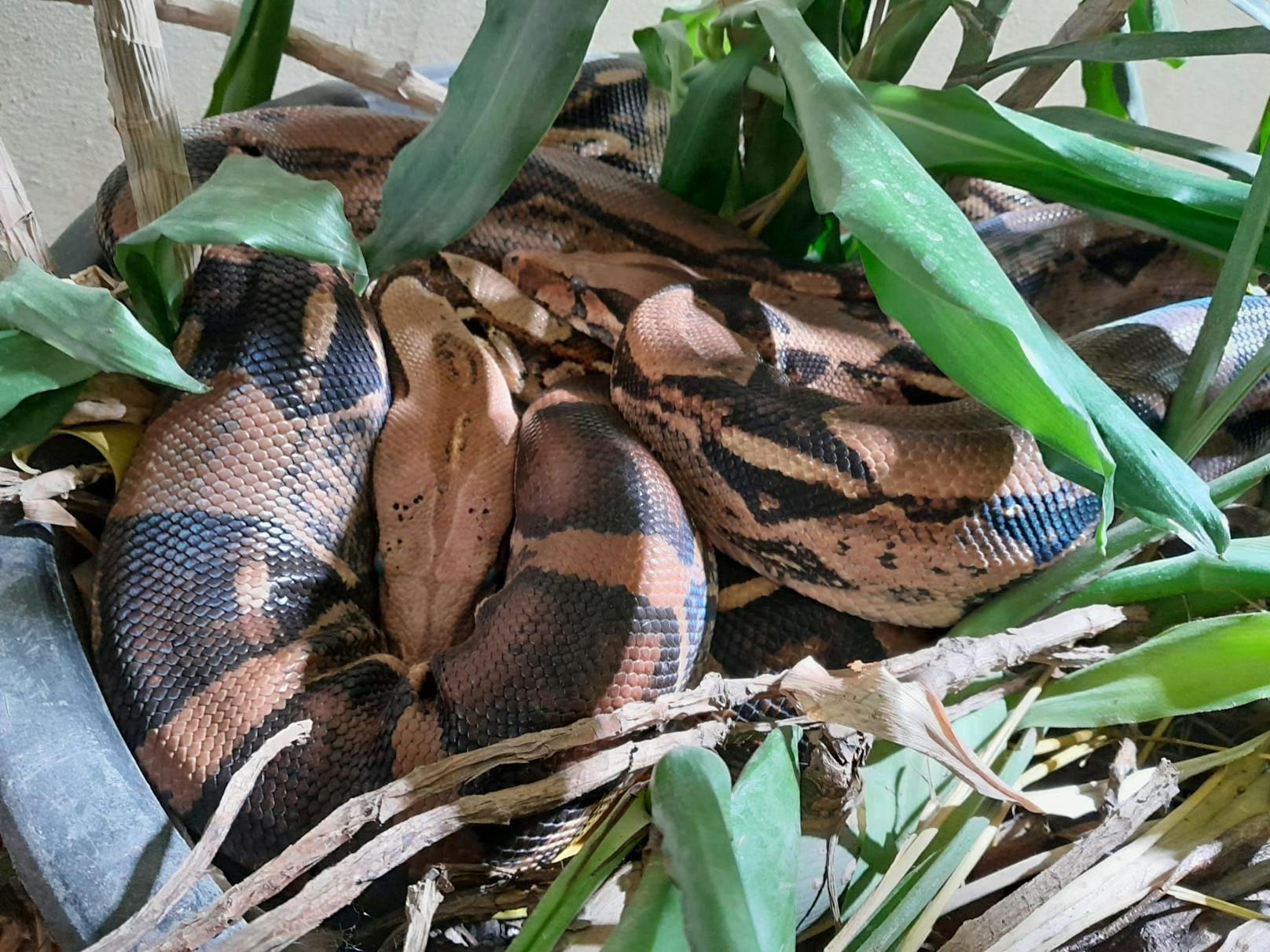 Teure Energie: Bereits vier Boas im Tierheim abgegeben