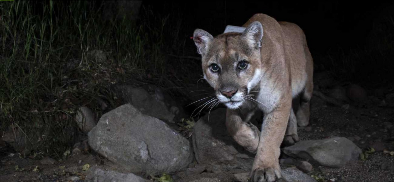 Der Puma tötete einen Hund.