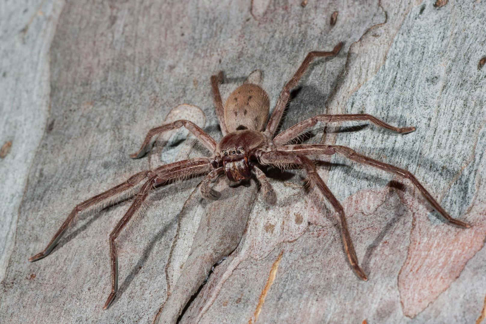 Die Riesenkrabbenspinne (auch Huntsman Spider) kann bis zu 30 Zentimeter groß werden.