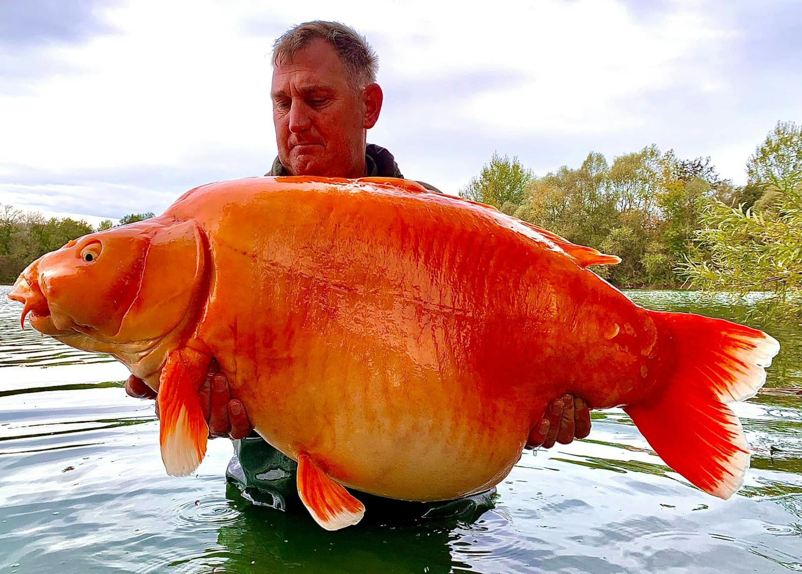 Der 42-jährige Angler Andy Hacket fischte das "Ungetüm" in Frankreich aus dem Wasser.