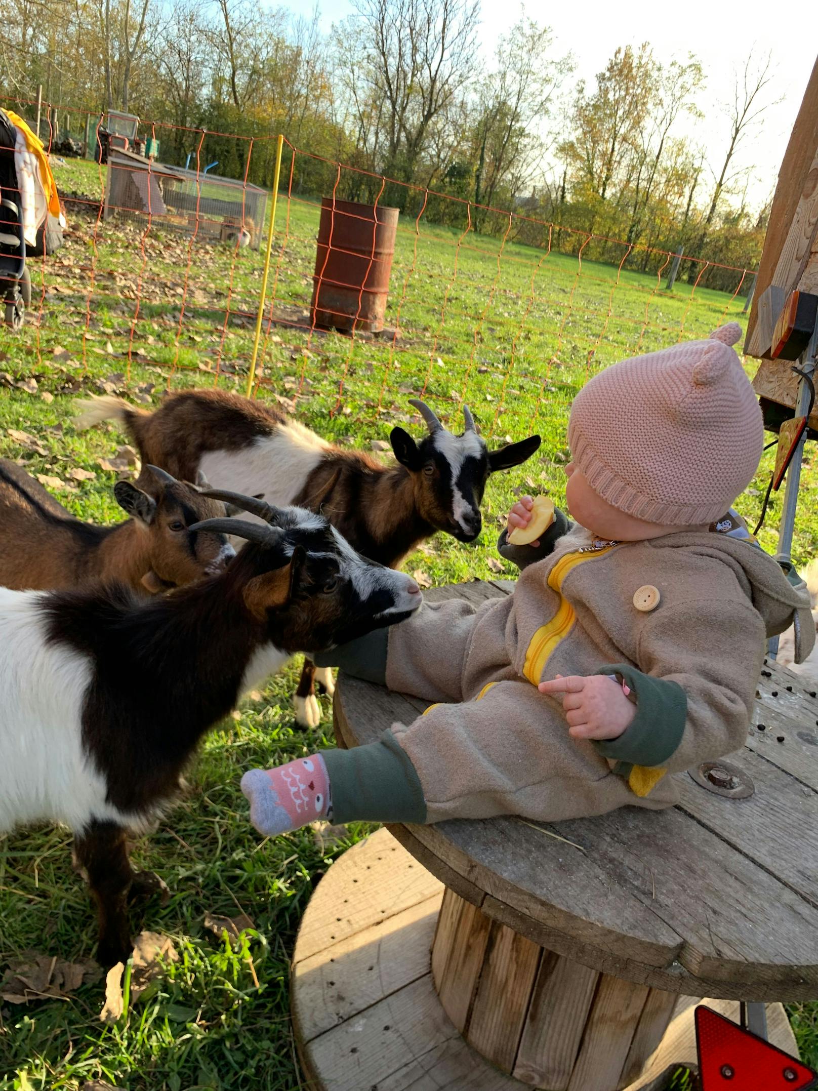 Baby Marie genießt die Plauderstunde mit den Ziegen.
