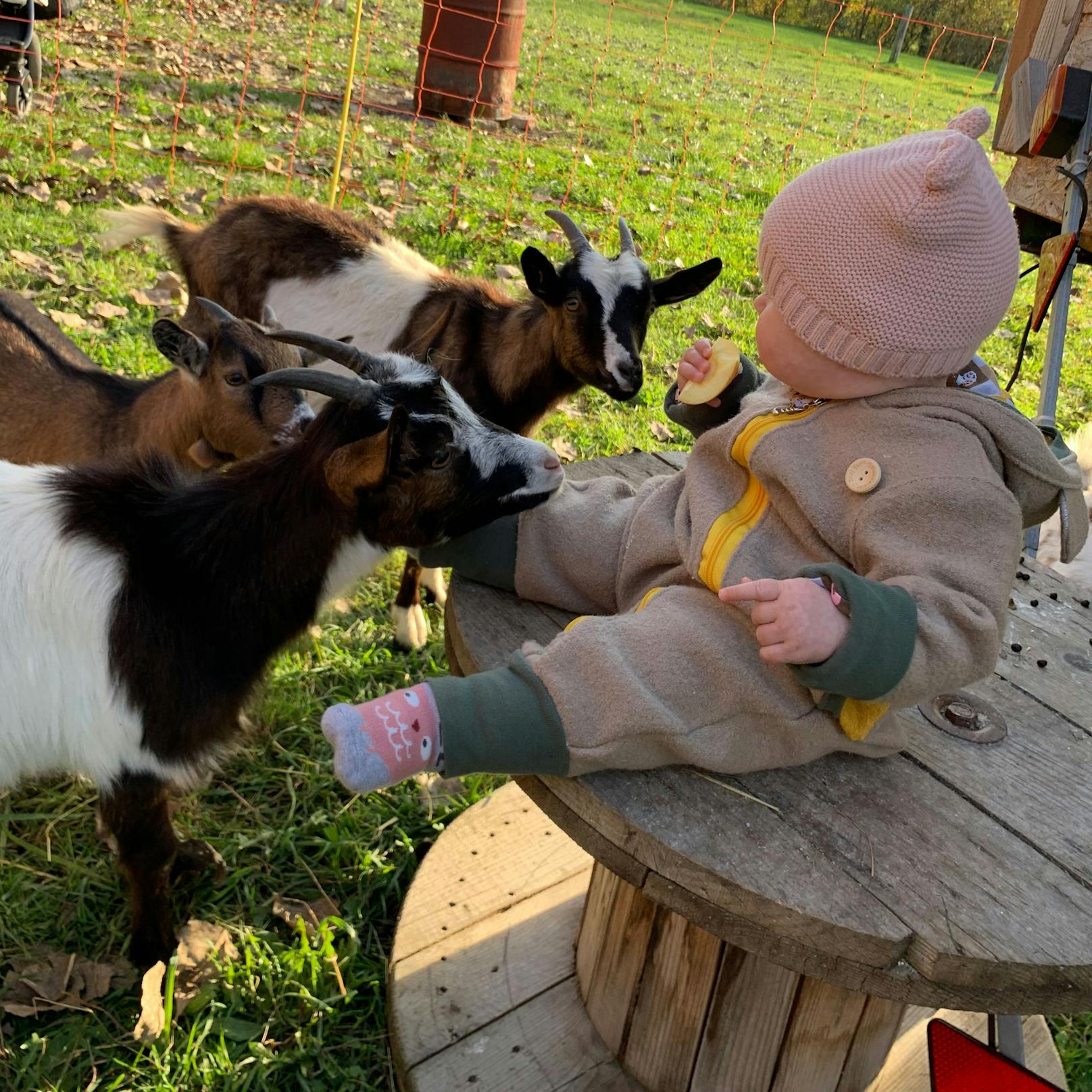 Baby Marie genießt die Plauderstunde mit den Ziegen.