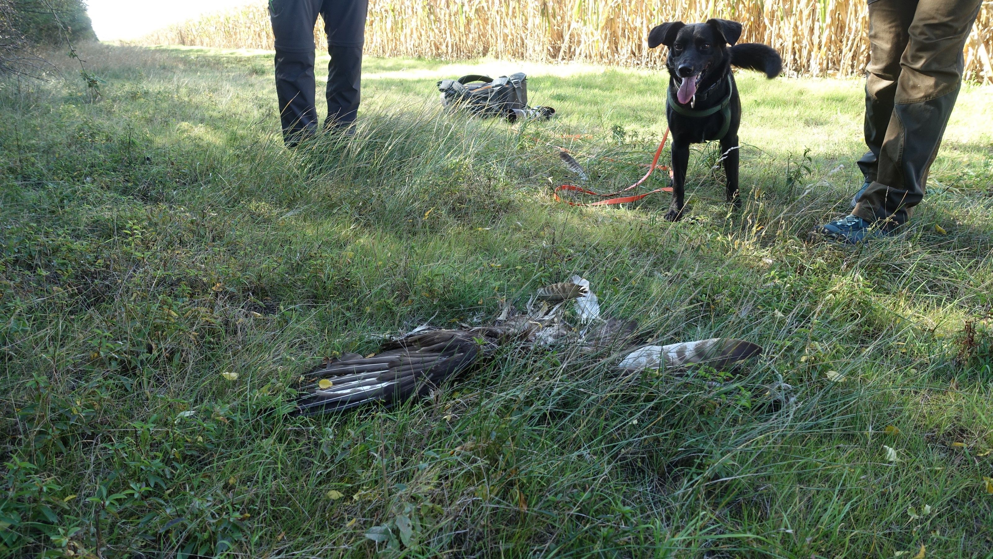 Im Körper des toten Mäusebussards wurden Schrotkugeln gefunden.