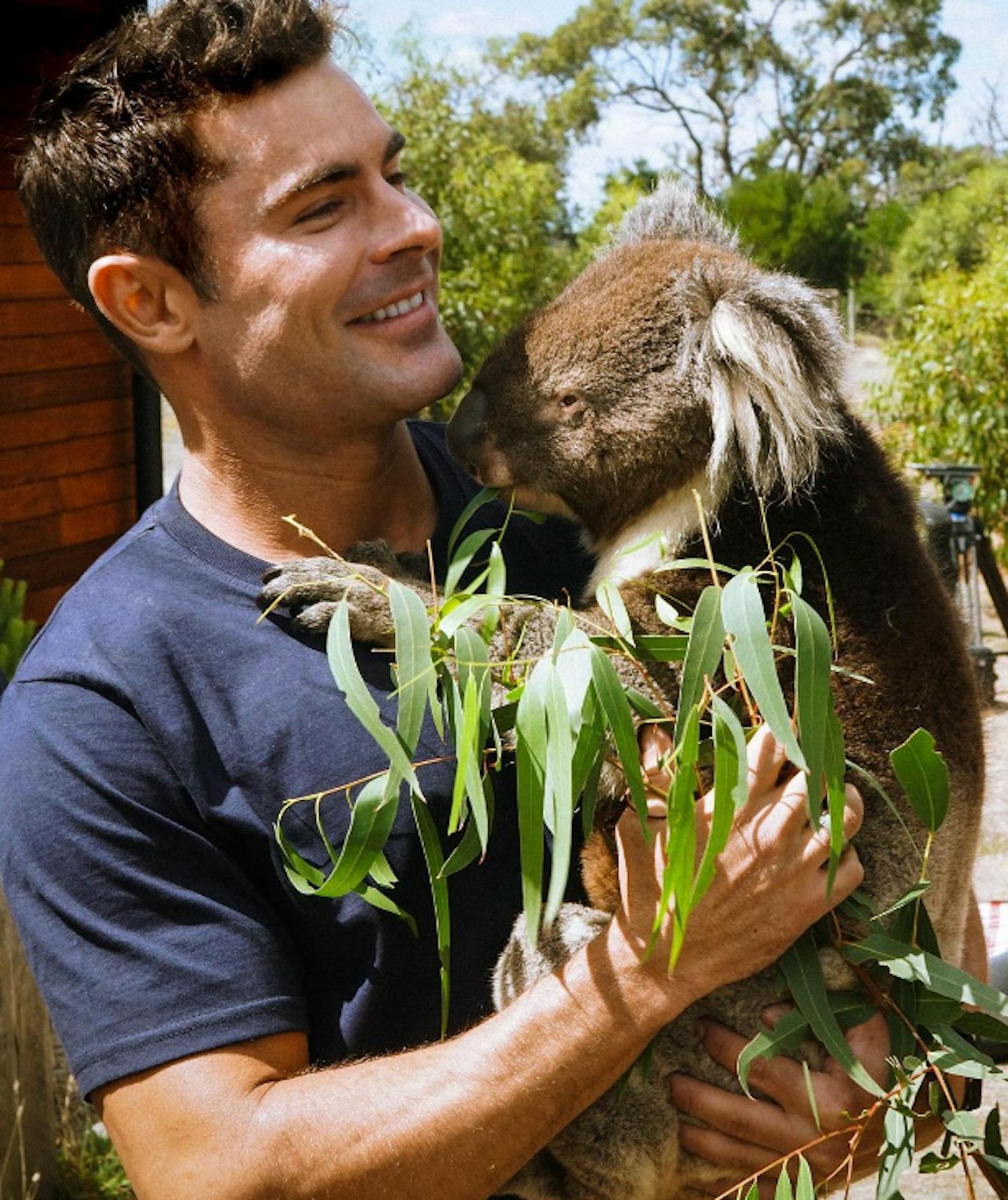 Koalas haben Zac Efron zum Fressen gern. 