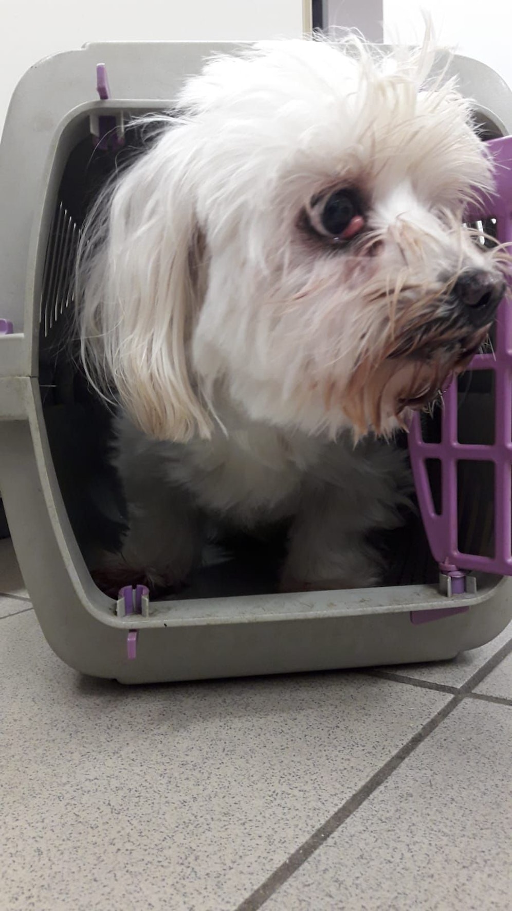 Die ältere Malteser-Hündin wurde auf einem Sportplatz gefunden.