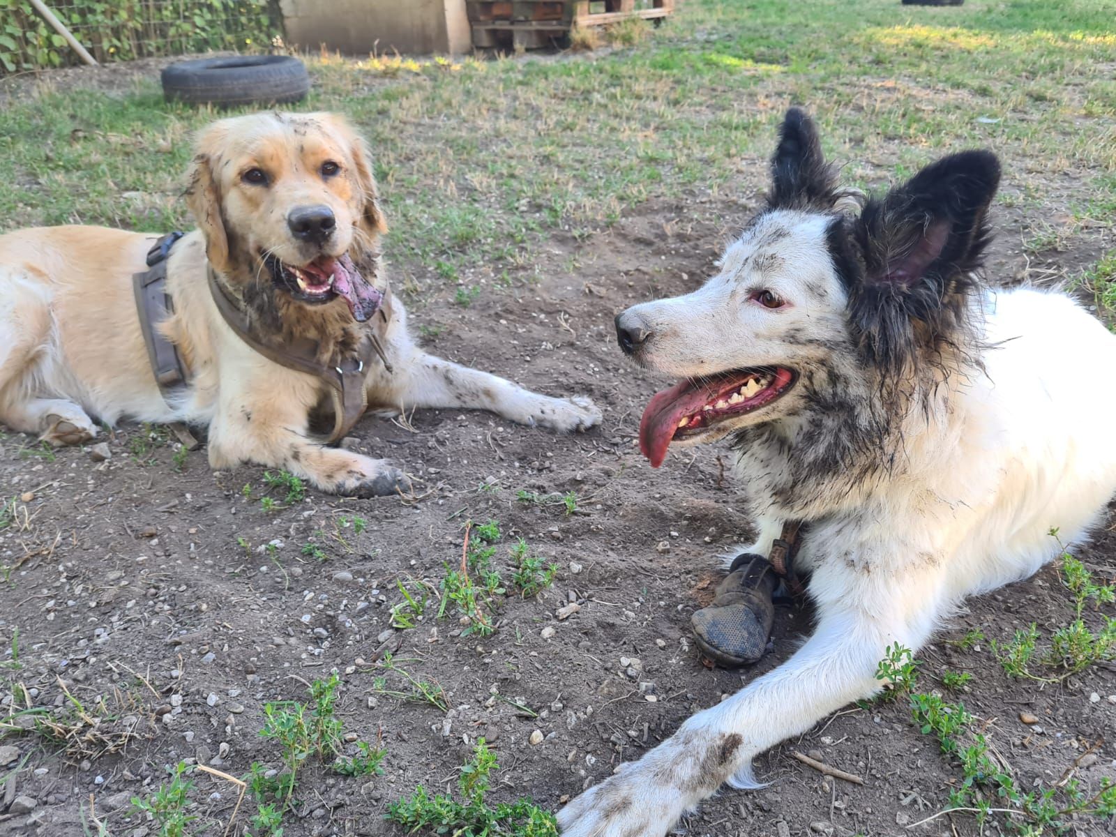 "Lovedy" (rechts) hat nicht nur ein schönes Zuhause, sondern auch einen tollen Kumpel bekommen.